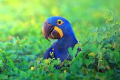 BRA_HyacinthMacaw_free_shutterstock_266767052