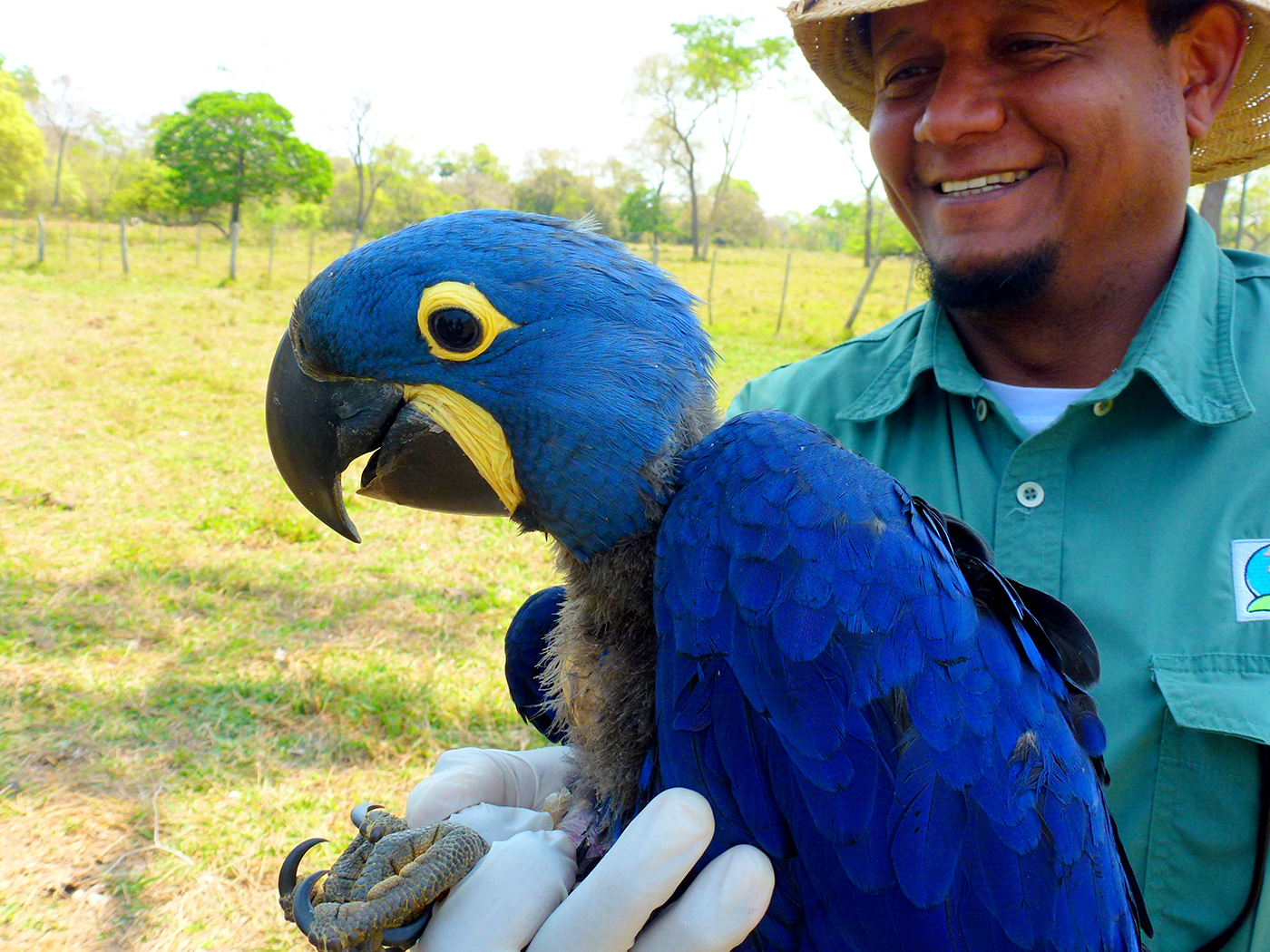 BRA_HyacinthMacawChick_SW_free