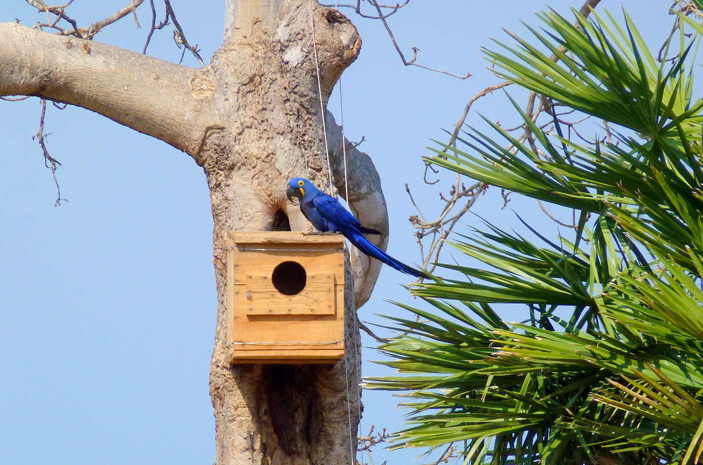 BRA_HyacinthMacawProject_nest_SW_free