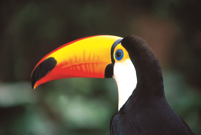 BRA_IguazuNationalPark_IguazuTouristBoard_freewithcredit