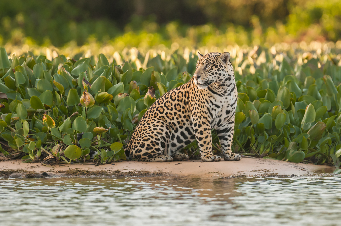 Jaguar in the Pantanal