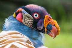 BRA_KingVulture_shutterstock_193658579_free