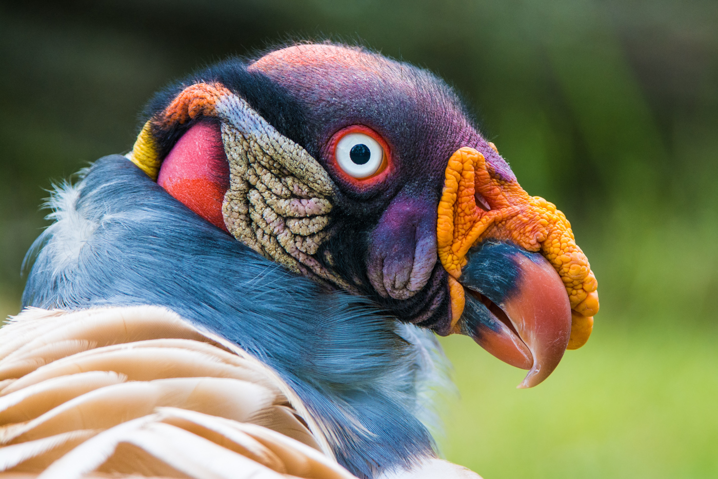 BRA_KingVulture_shutterstock_193658579_free