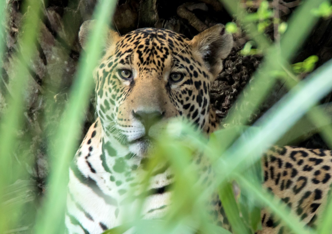 BRA_Oncafari_Jaguar_HarveyLBrown_freewithcredit2 BRA_Oncafari_Jaguar_HarveyLBrown_freewithcredit2