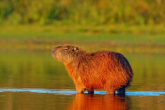 capybara