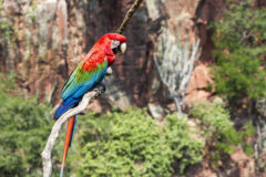 BRA_Pantanal_Scarlet_Macaw_free_shutterstock_343875146