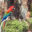 BRA_Pantanal_Scarlet_Macaw_free_shutterstock_343875146