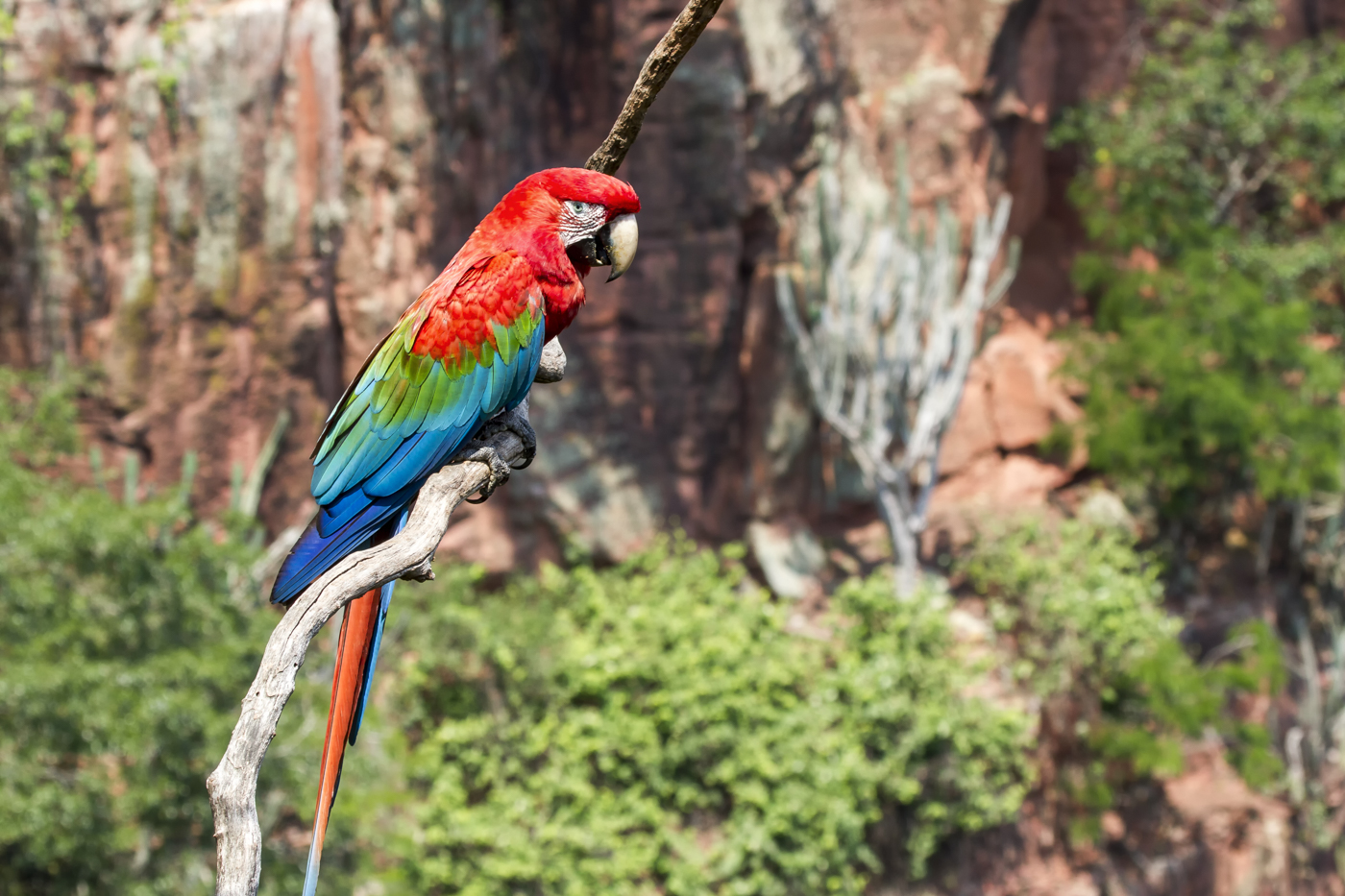 BRA_Pantanal_Scarlet_Macaw_free_shutterstock_343875146
