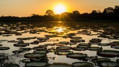 BRA_Pantanal_Victoria_amazonica_lilypads_free_shutterstock_223171051