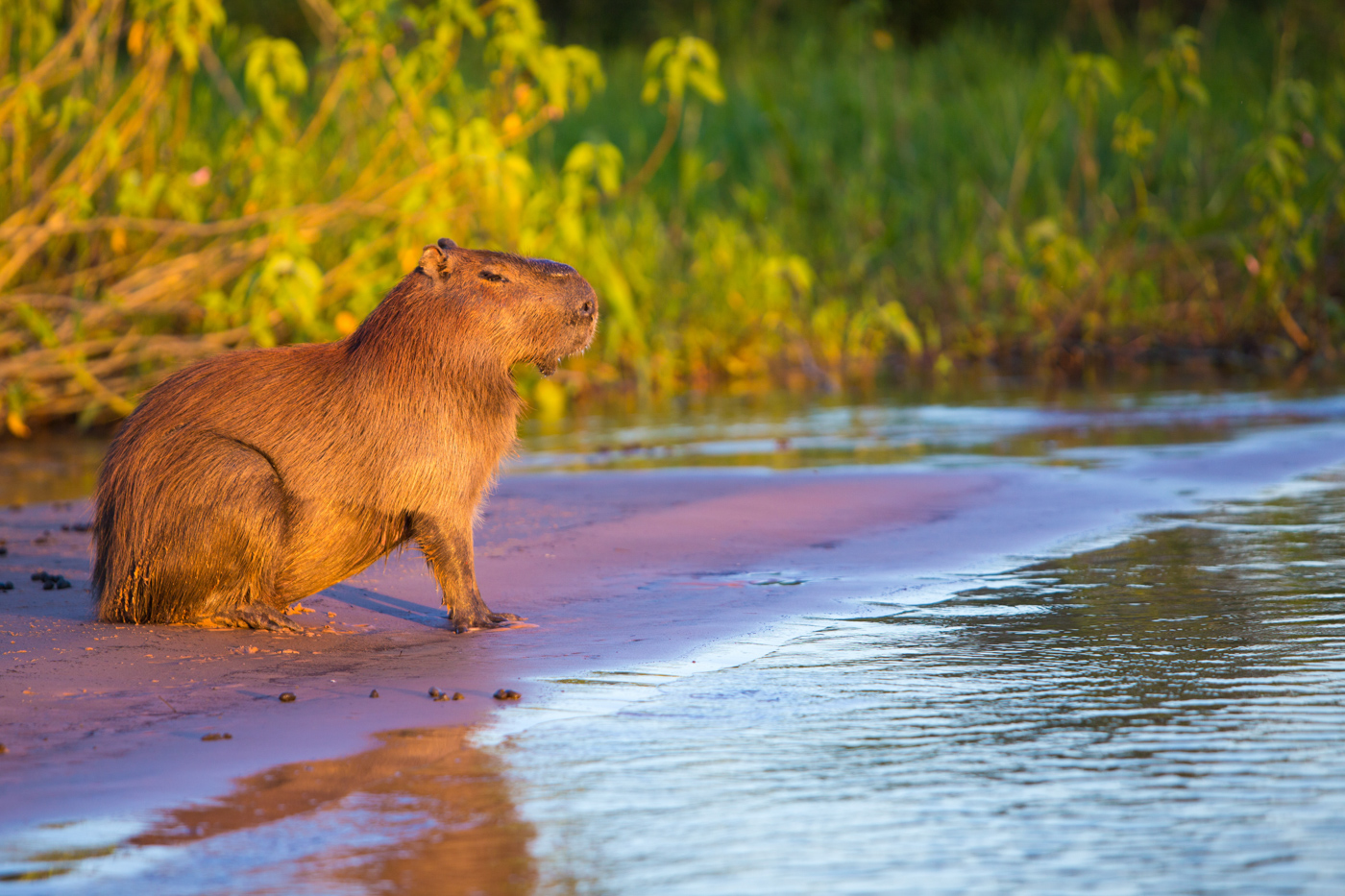 BRA_PantanalCapybara_shutterstock288224147_freewithcredit