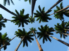 BRA_RIO_free_DN2012 (45)