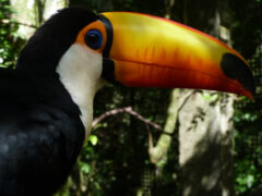 bra_toco_toucan_free_dn