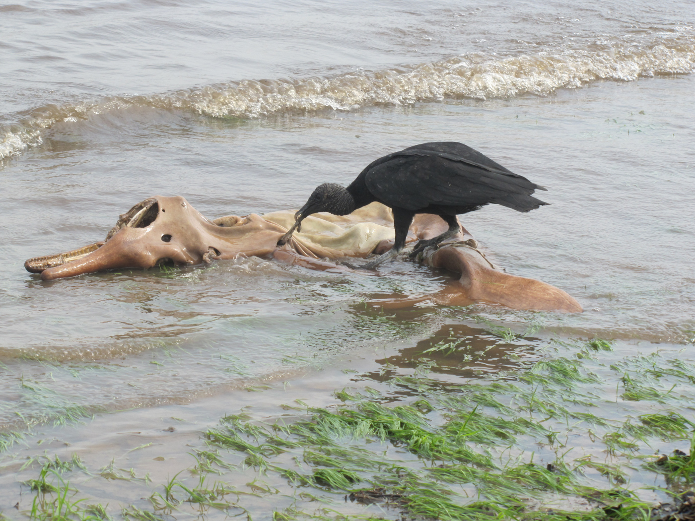 BRA_VultureEatingPinkDolphin_shutterstock_64439413_free