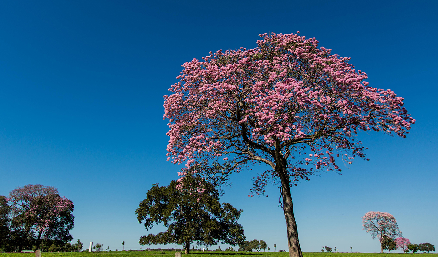 BRAHTL74_Pantanal_CaimanLodge_Senderos_freewithcredit (8) BRAHTL74_Pantanal_CaimanLodge_Senderos_freewithcredit (8)