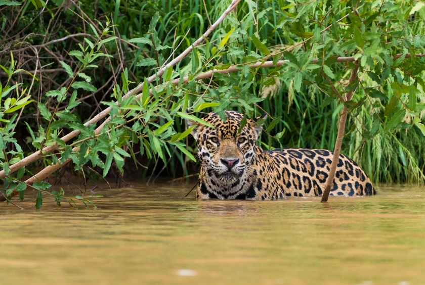 Brazil_ThePantanal_ShutterStock-31