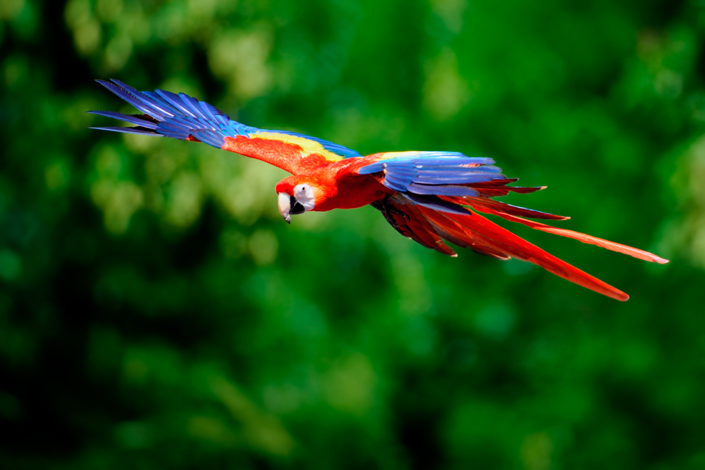 Scarlet Macaw