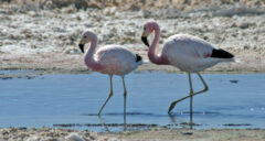 CHI_Atacama_flamingo 3_SCB