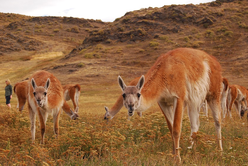 CHI_Aysen_CordonDelChacabucoMN_free (4)