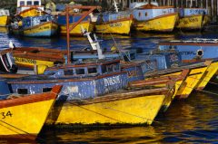 Moored Fishing Vessels in Harbor