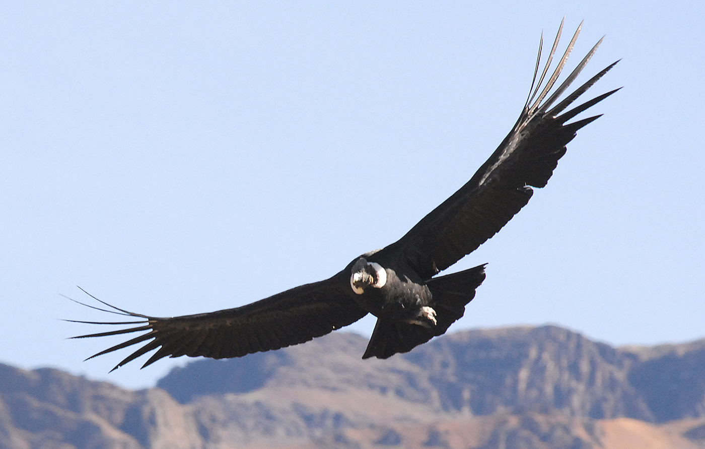 chi_condor_RogerLitton_freewithcredit