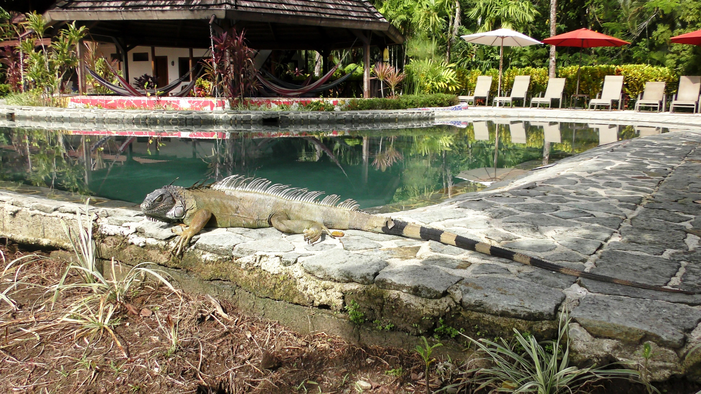 COS_Lizard_AV_free COS_Lizard_AV_free