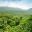 COS_PanoramicJungleShot_shutterstock_61382185