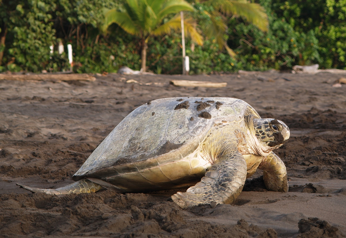 COS_SeaTurtle_Tortuguero_shutterstock_88296280_freewithcredit