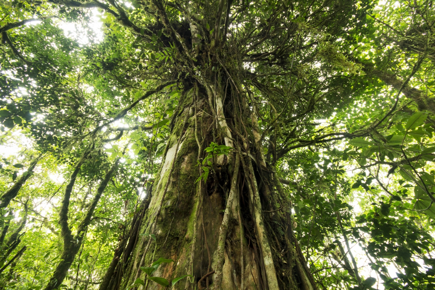 CostaRica_Arenalandthenorth_Sarapiqui_ShutterStock-5