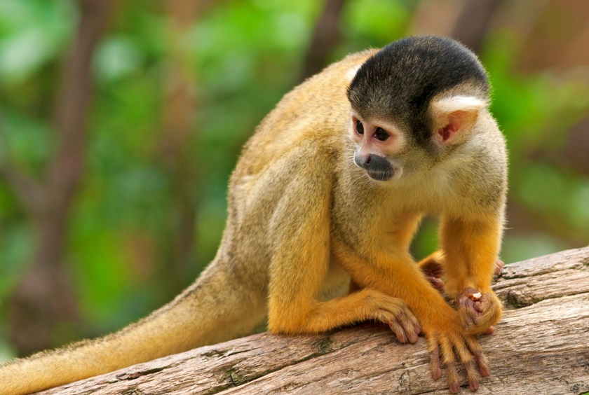 CostaRica_Monteverdeandthecloudforest_ShutterStock-5 (1)