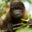 ECU_AmazonChorongoMonkey_shutterstock69126064_free