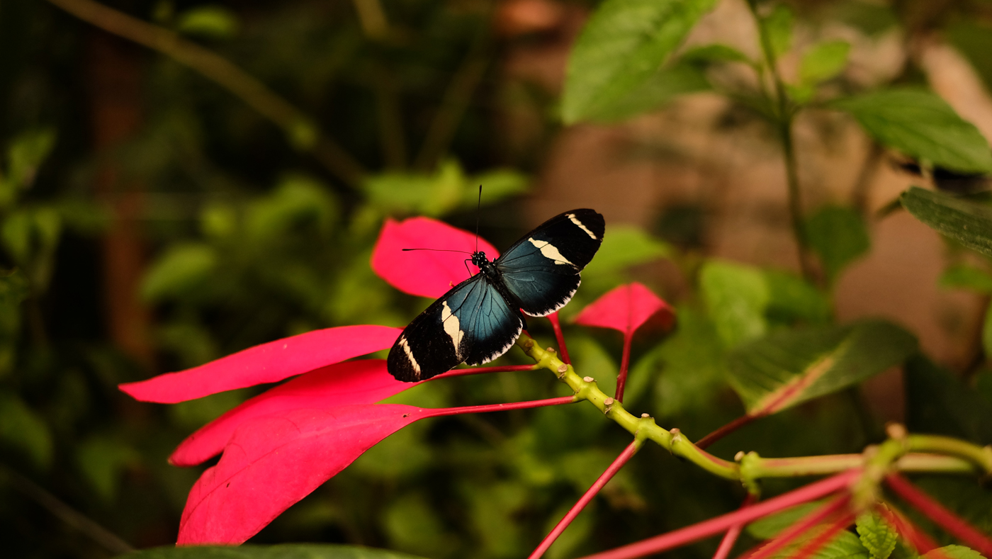 ECU_butterflyatMashpiLodge_Free_TP