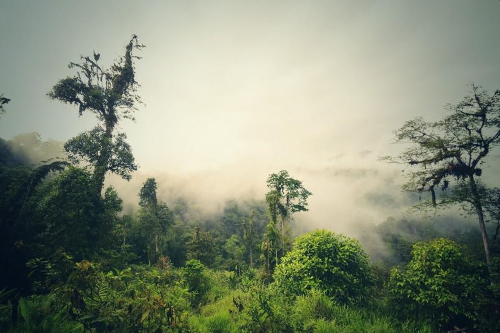 ECU_Mindo_MashpiLodge1_TP