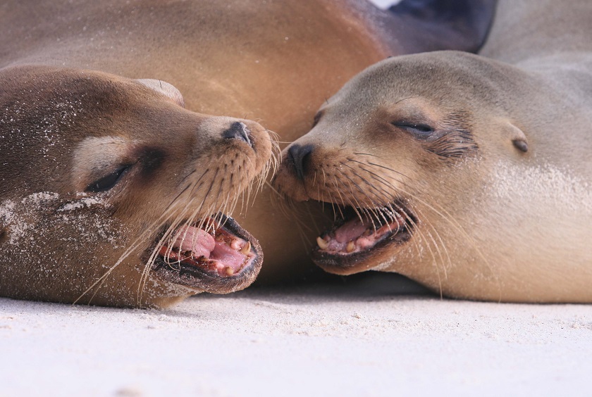 GAL_SeaLion_EcuadorTouristBoard_freewithcredit (2)