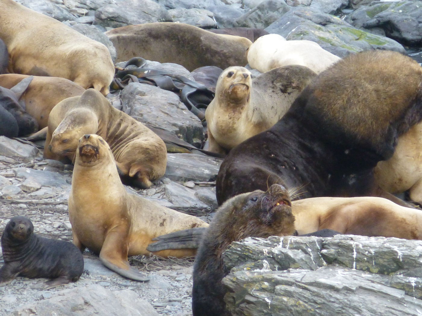 ARG_Falkland_FamTrip15_KM_free (42)