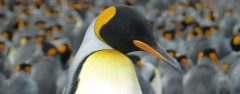 ARG_Falkland_Kingpenguin_KM_free