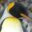 ARG_Falkland_Kingpenguin_KM_free