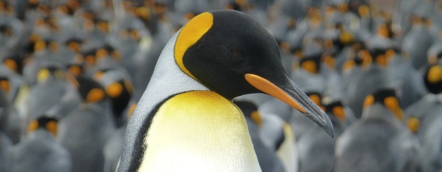 ARG_Falkland_Kingpenguin_KM_free