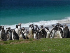 ARG_Falkland_FamTrip15_KM_free