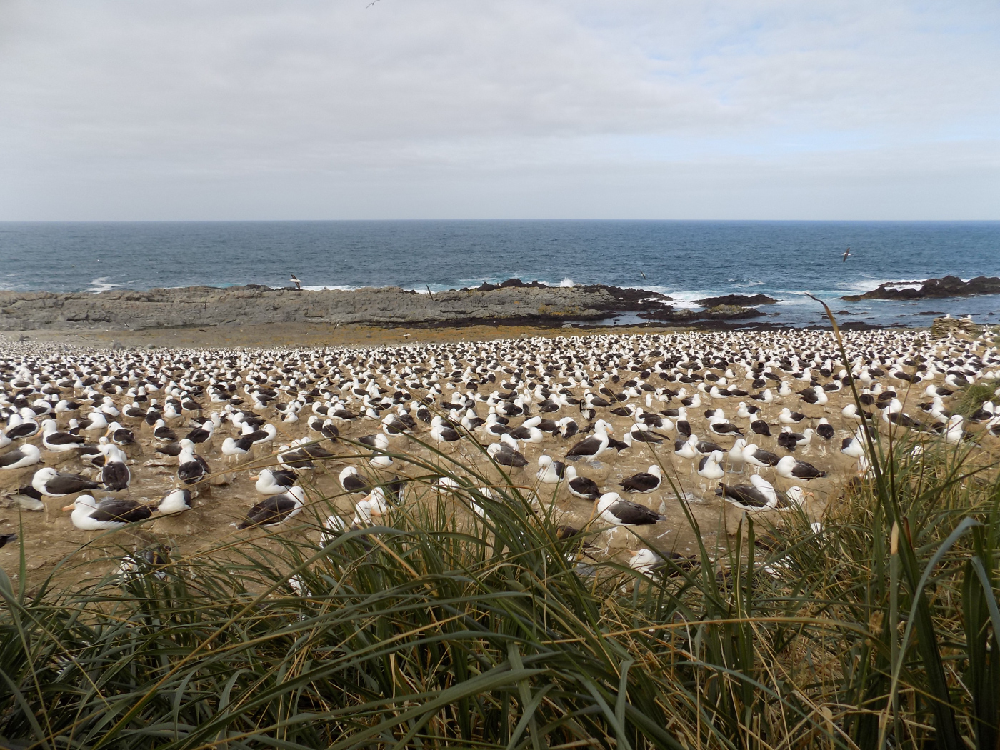 FAL_BlackBrowedAlbatross_CJ_free (2)