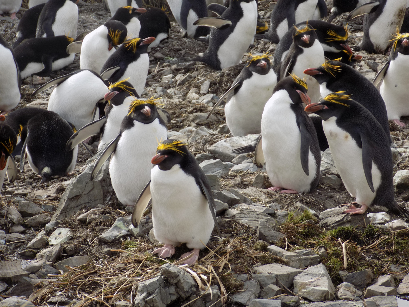 FAL_RockhopperPenguin_CJ_free (1)