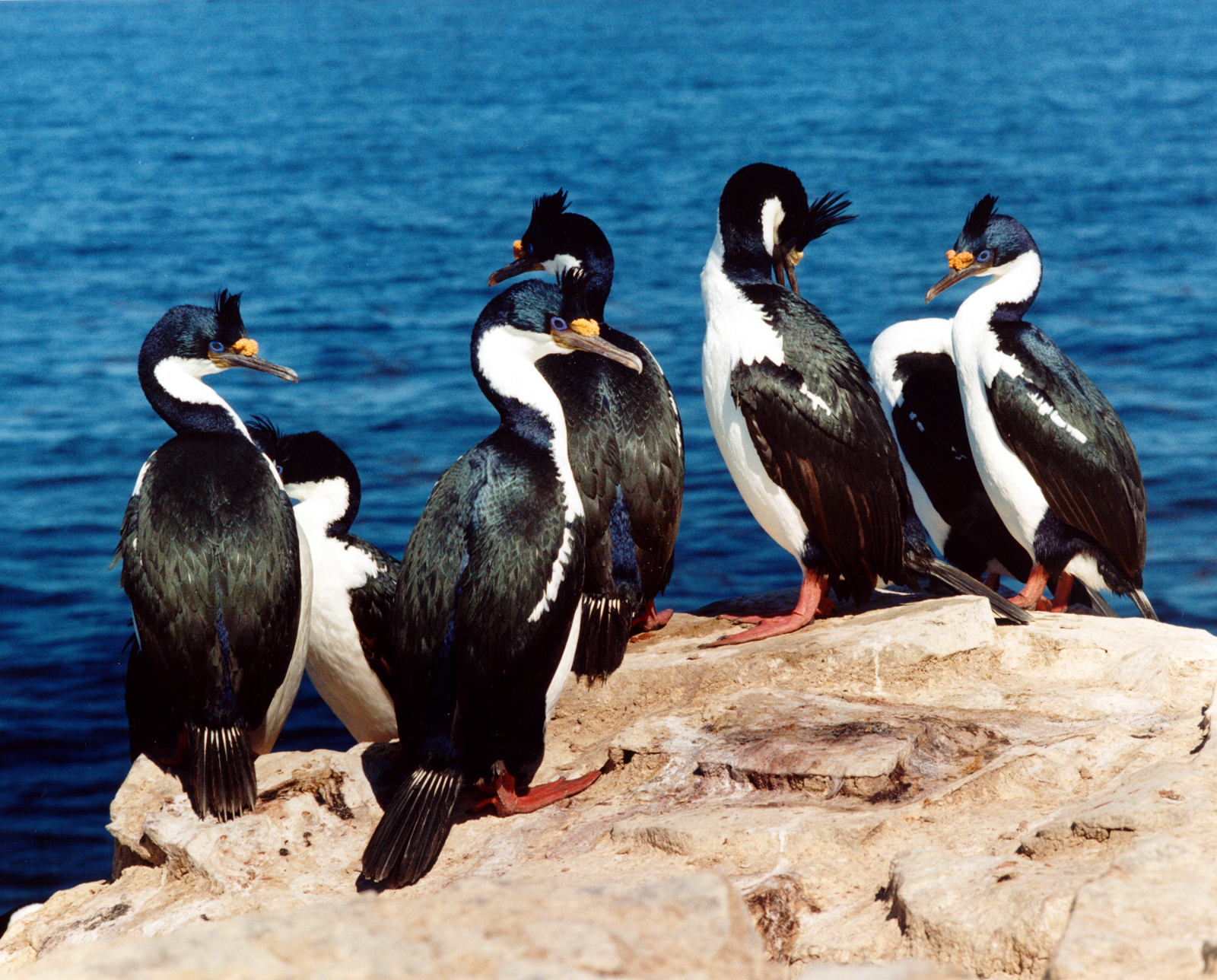 FAL_Walk on the Wild Side_FalklandsTB_Free (1)