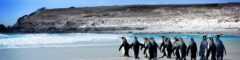 FI_Kingpenguins_shutterstock48261850_freewithcredit