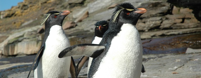 Penguins