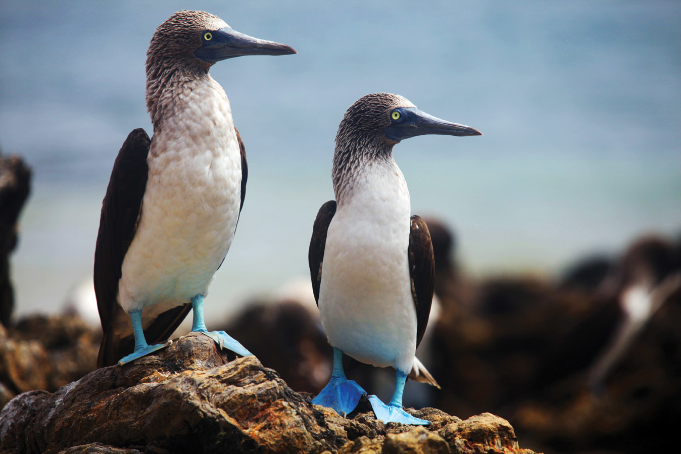 GAL_BlueFootedBoobies_Silversea_freewithcredit