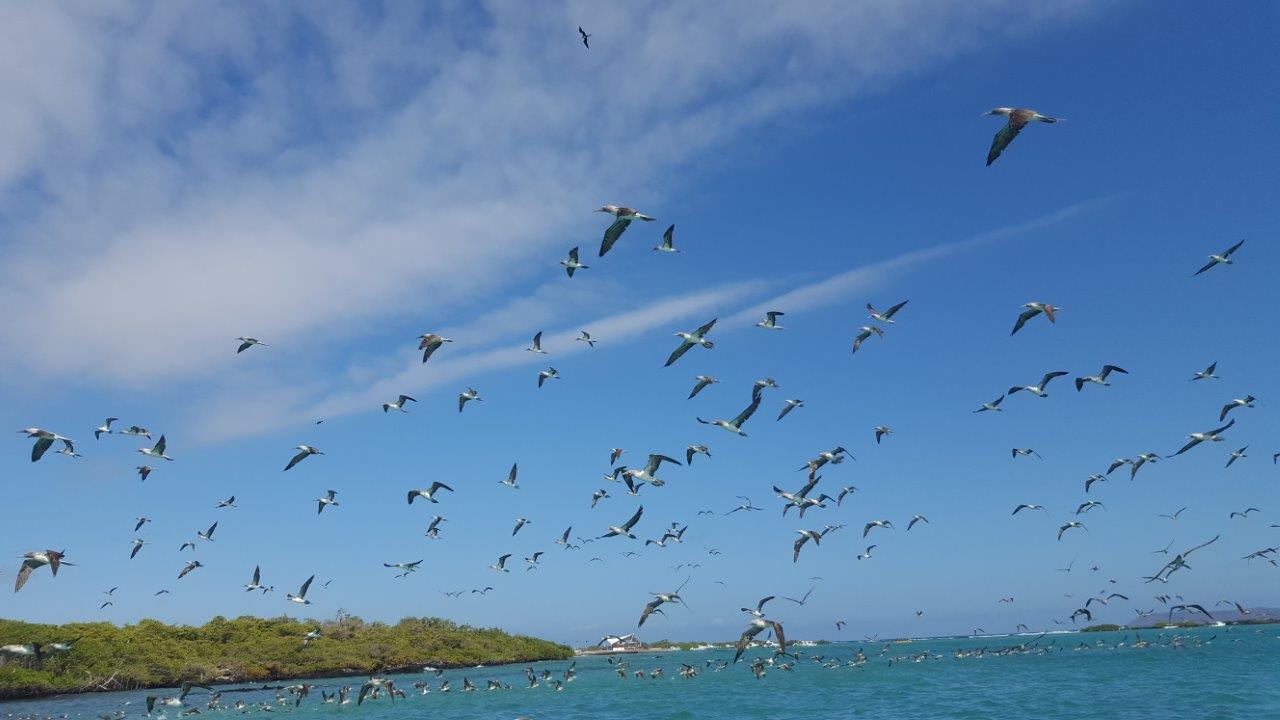 GAL_BlueFootedBooby_AC_free