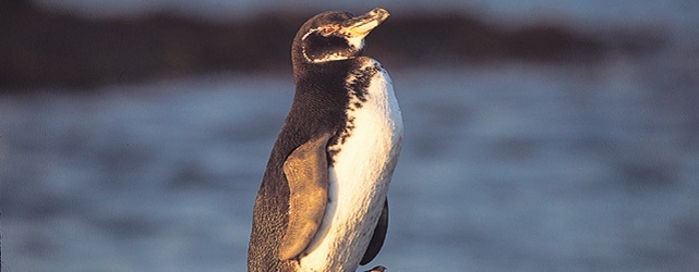 GAL_Galapagospenguin_MT180_metro_freewithcredit