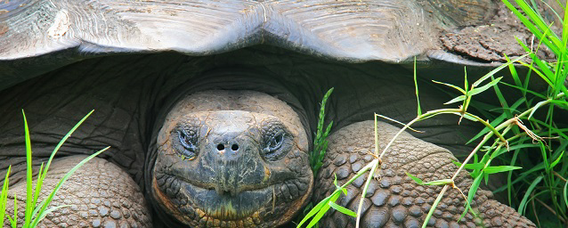 GAL_GiantTortoise_shutterstock118794931_freewithcredit