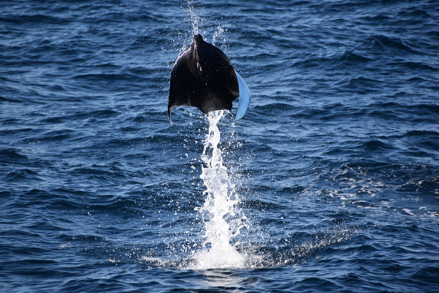 GAL_MantaRay_LMF_free