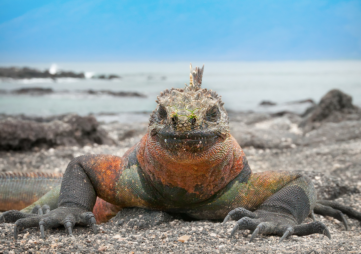 GAL_MarineIguana_shutterstock171898274_freewithcredit
