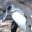 gal_penguin